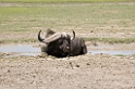 Ngorongoro Buffalo02